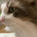 ねこやしき（一号館）