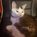 Cat lovers united