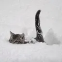 ⋆˙⟡ — Winter wonderland