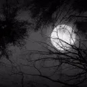 ── ﹕﹙sortes qui facit﹚ Discord Server Icon