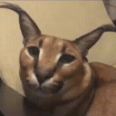 Floppas Discord server icon