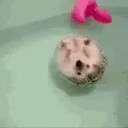 хуй моржовый V2