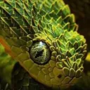 Serpent's Den🐍
