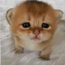 apple scruff cult Discord Server Icon