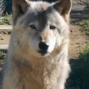 鉄鎖一派