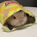 Sanji's Hangout Discord Server Icon