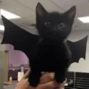 kitty's pfp