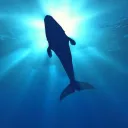 DonWhales 🐋