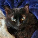Cat avatar