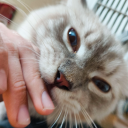 Cat avatar
