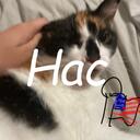 History Appreciation Club Discord Server Icon