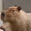 さつさば