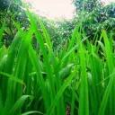 🌿Травка🌿