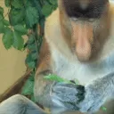 MonkeyCrew