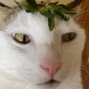 juna’s art server