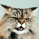 MEOW Clan