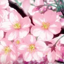 𝑳𝒐𝒌𝒊 🌸's icon