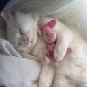 Honeypie Daycare