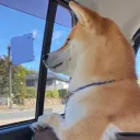 我が愛犬 四ちゃん親衛隊