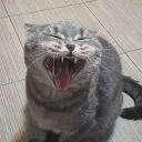 madafaks Discord server icon