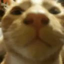 Los Esquizos Normales discord icon