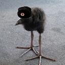 Ushanka Bird Retreat Discord Server Icon