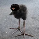 Ushanka Bird Retreat