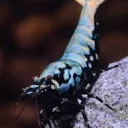 Shrimp Hub