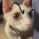 Pride Circus Discord Server Icon