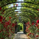 Alex's Garden