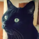 Janus Jaguar's Zero Hour Tutorial Discord