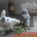Happy Chook Friends