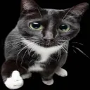 🐱👍