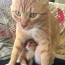 Мазня кетчупом.
