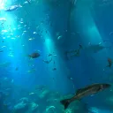 Ver