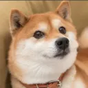 Doge Club's icon
