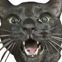 家猫大好き