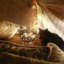 Catboys Cozy Shelter