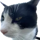 I_Catboi’s basement