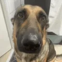 the whining dog discord