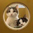 Sen's Bed and Breakfast; Cat Cafe and Arcade