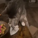 gifkitties