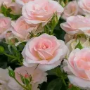 FLOWER STORE