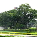 第三コーナー大エノキ