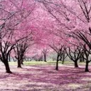 Mallow’s Sanctuary Discord Server Icon