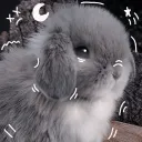 ♡ ᴛʜᴇ ʙᴜɴɴʏ ʙᴜʀʀᴏᴡ ♡