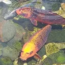 Solar's Lair discord icon