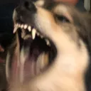 Big Dogs Gotta Eat