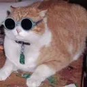 Gatitos army