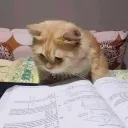 generasi manusia ok